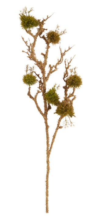 Moss Branch